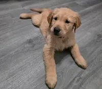 AKC-Purebred Golden Retriever Pink Collar Girl, a female Golden Retriever for sale in Asheville, NC – 1 of 10