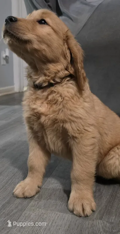 AKC-Purebred Golden Retriever Brown Collar Boy – Golden Retriever puppy for sale in Asheville, NC