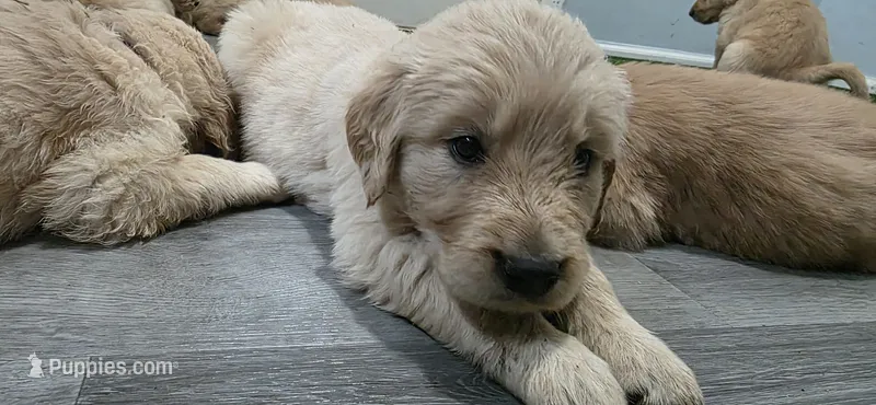AKC-Purebred Golden Retriever Black Collar Boy – Golden Retriever puppy for sale in Asheville, NC