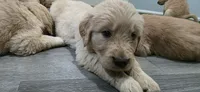 AKC-Purebred Golden Retriever Black Collar Boy, a male Golden Retriever for sale in Asheville, NC – 1 of 10