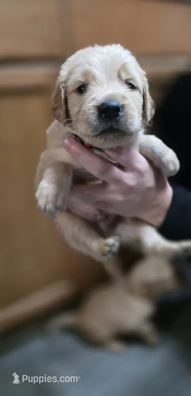 AKC-Purebred Golden Retriever Red Collar Boy – Golden Retriever puppy for sale in Asheville, NC