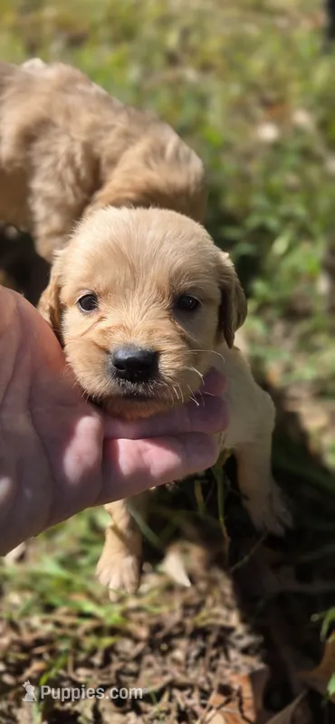 AKC-Purebred Golden Retriever Neo-Pink Collar Girl – Golden Retriever puppy for sale in Asheville, NC