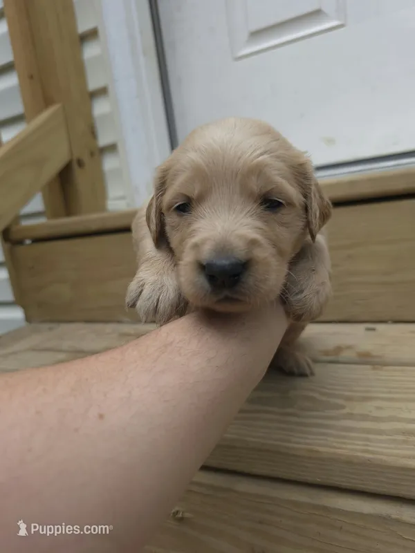 AKC-Purebred Golden Retriever Gray Collar Boy – Golden Retriever puppy for sale in Asheville, NC