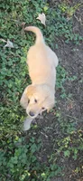 AKC-Purebred Golden Retriever Pink Collar Girl, a female Golden Retriever for sale in Asheville, NC – 3 of 10