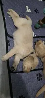 AKC-Purebred Golden Retriever Black Collar Boy, a male Golden Retriever for sale in Asheville, NC – 7 of 10