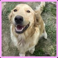 AKC-Purebred Golden Retriever Navy-Green Collar Boy, a male Golden Retriever for sale in Asheville, NC – 4 of 5
