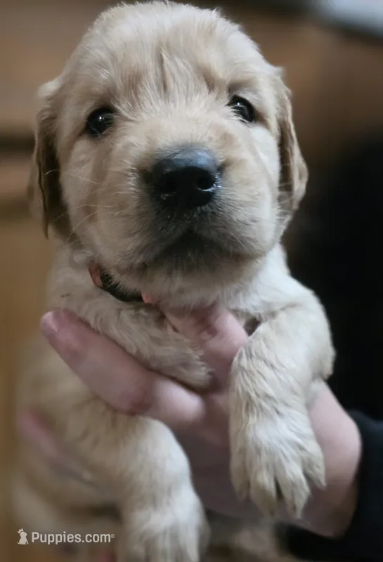 AKC-Purebred Golden Retriever Pink Collar Girl – Golden Retriever puppy for sale in Asheville, NC