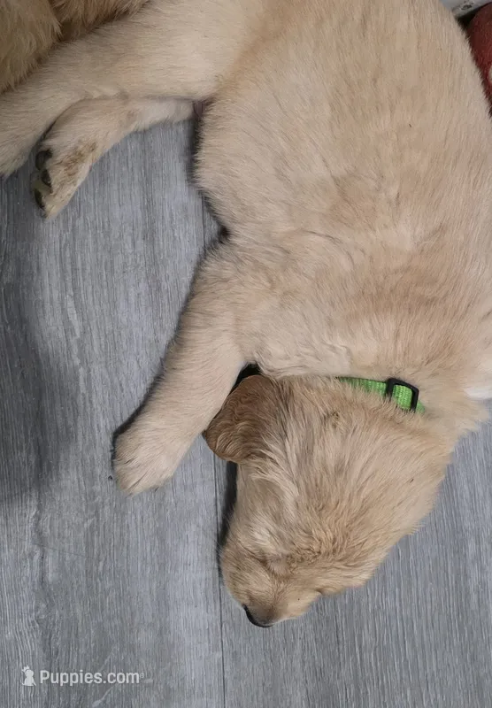 AKC-Purebred Golden Retriever Green Collar Boy – Golden Retriever puppy for sale in Asheville, NC