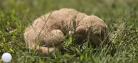 AKC-Purebred Golden Retriever Gray Collar Girl, a female Golden Retriever for sale in Asheville, NC – 6 of 10