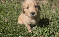 AKC-Purebred Golden Retriever Gray Collar Girl, a female Golden Retriever for sale in Asheville, NC – 4 of 10