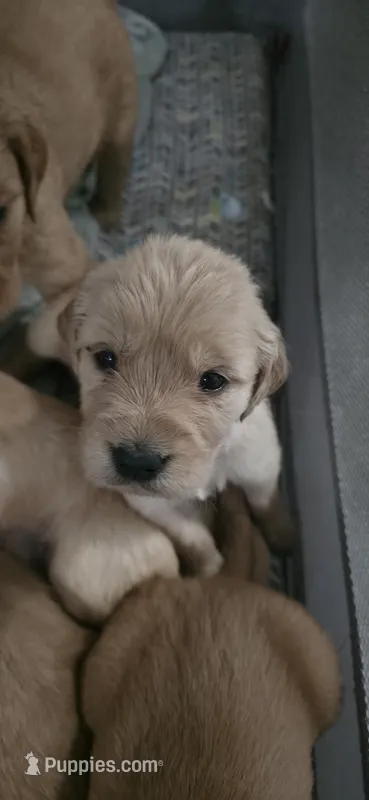 AKC-Purebred Golden Retriever Light-blue Collar Girl – Golden Retriever puppy for sale in Asheville, NC