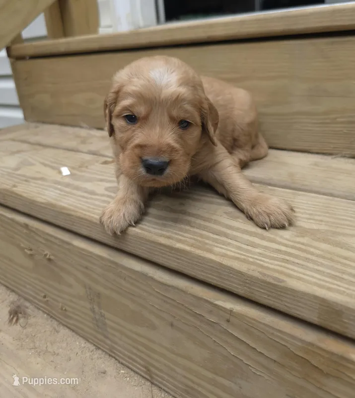 AKC-Purebred Golden Retriever Blue Collar Boy – Golden Retriever puppy for sale in Asheville, NC