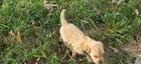 AKC-Purebred Golden Retriever Yellow Collar Girl, a female Golden Retriever for sale in Asheville, NC – 6 of 10