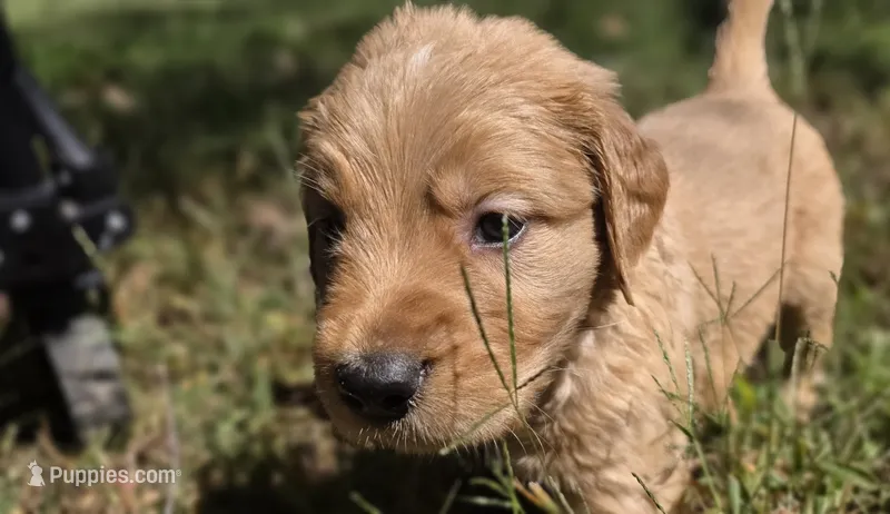 AKC-Purebred Golden Retriever White Collar Boy – Golden Retriever puppy for sale in Asheville, NC