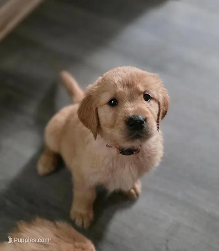 AKC-Purebred Golden Retriever Pink Collar Girl – Golden Retriever puppy for sale in Asheville, NC