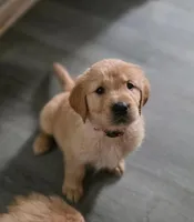 AKC-Purebred Golden Retriever Pink Collar Girl, a female Golden Retriever for sale in Asheville, NC – 7 of 10