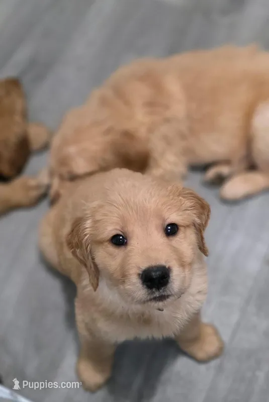 AKC-Purebred Golden Retriever Mint Collar Girl – Golden Retriever puppy for sale in Asheville, NC