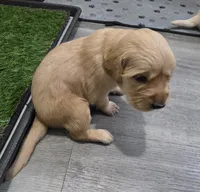 AKC-Purebred Golden Retriever Light-Green Collar Girl, a female Golden Retriever for sale in Asheville, NC – 6 of 10
