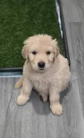 AKC-Purebred Golden Retriever Violet Collar Boy, a male Golden Retriever for sale in Asheville, NC – 5 of 10