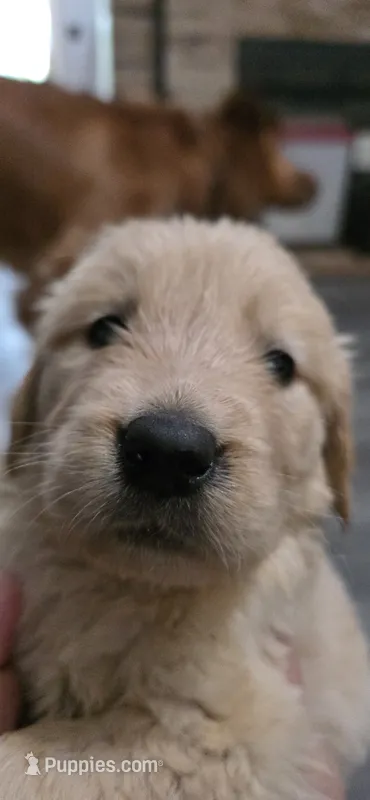 AKC-Purebred Golden Retriever Black Collar Boy – Golden Retriever puppy for sale in Asheville, NC