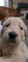 AKC-Purebred Golden Retriever Black Collar Boy, a male Golden Retriever for sale in Asheville, NC – 4 of 10