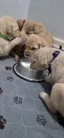 AKC-Purebred Golden Retriever Orange Collar Girl, a female Golden Retriever for sale in Asheville, NC – 7 of 10