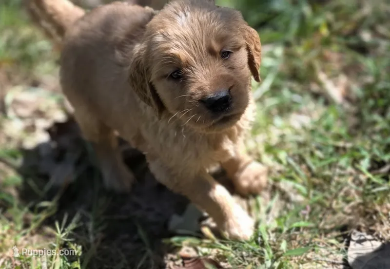 AKC-Purebred Golden Retriever Blue Collar Boy – Golden Retriever puppy for sale in Asheville, NC
