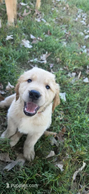 AKC-Purebred Golden Retriever Red Collar Boy – Golden Retriever puppy for sale in Asheville, NC