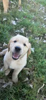 AKC-Purebred Golden Retriever Red Collar Boy, a male Golden Retriever for sale in Asheville, NC – 1 of 10