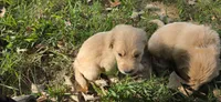 AKC-Purebred Golden Retriever Green Collar Boy, a male Golden Retriever for sale in Asheville, NC – 5 of 9