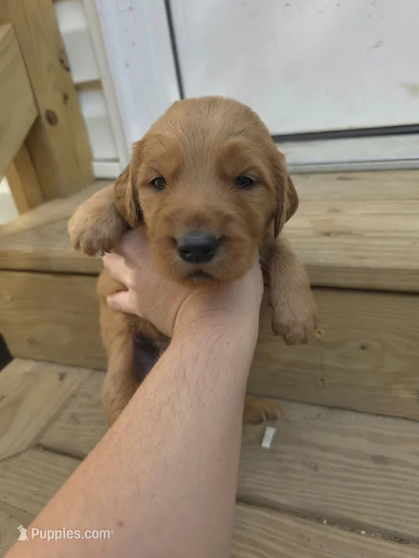 AKC-Purebred Golden Retriever Navy-Green Collar Boy – Golden Retriever puppy for sale in Asheville, NC