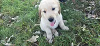 AKC-Purebred Golden Retriever Red Collar Boy, a male Golden Retriever for sale in Asheville, NC – 4 of 10