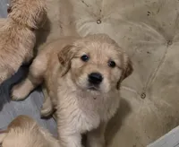 AKC-Purebred Golden Retriever Green Collar Boy, a male Golden Retriever for sale in Asheville, NC – 2 of 9