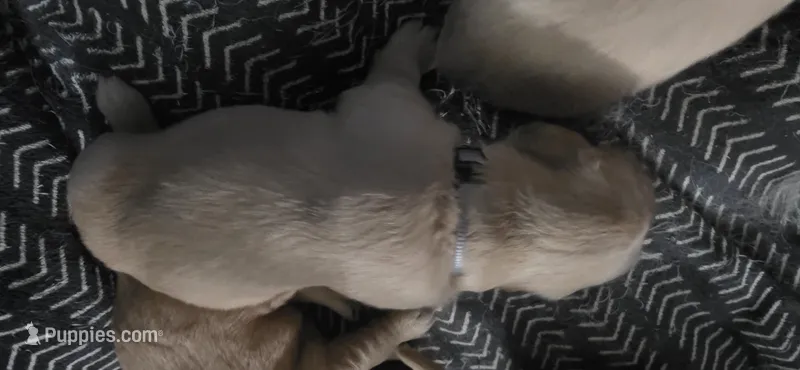 AKC-Purebred Golden Retriever Gray Collar Boy – Golden Retriever puppy for sale in Asheville, NC