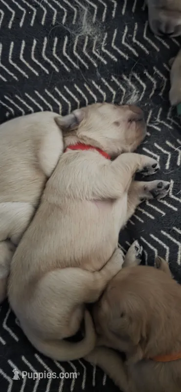 AKC-Purebred Golden Retriever Red Collar Boy – Golden Retriever puppy for sale in Asheville, NC