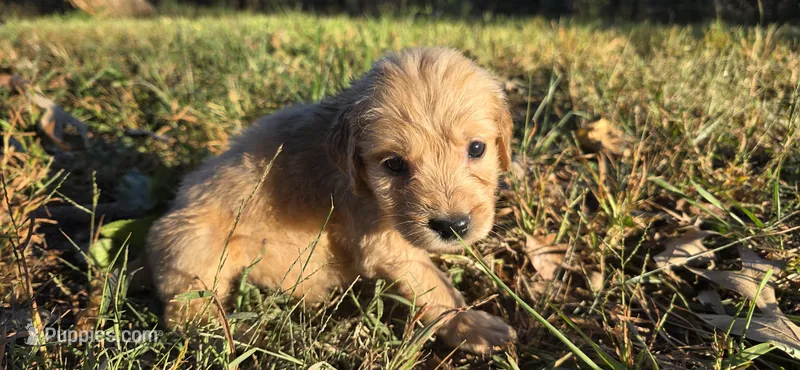AKC-Purebred Golden Retriever Neo-Pink Collar Girl – Golden Retriever puppy for sale in Asheville, NC