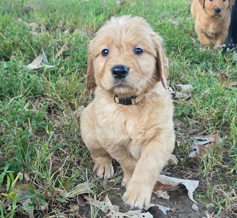 AKC-Purebred Golden Retriever White Collar Boy – Golden Retriever puppy for sale in Asheville, NC