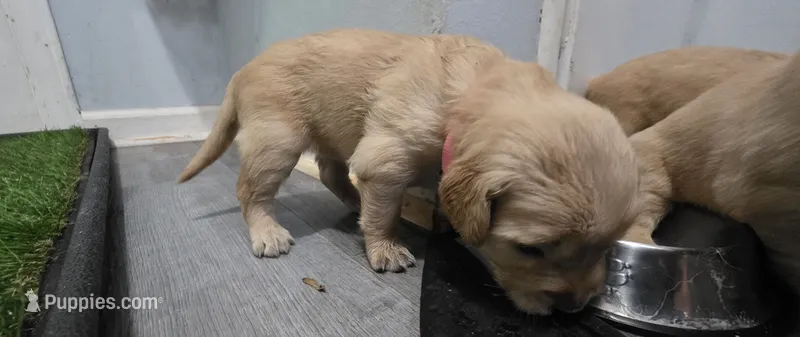 AKC-Purebred Golden Retriever Pink Collar Girl – Golden Retriever puppy for sale in Asheville, NC