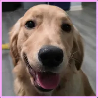 AKC-Purebred Golden Retriever Violet Collar Boy, a male Golden Retriever for sale in Asheville, NC – 4 of 5