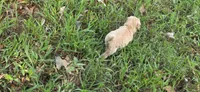 AKC-Purebred Golden Retriever Yellow Collar Girl, a female Golden Retriever for sale in Asheville, NC – 7 of 10