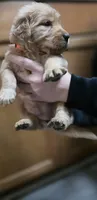 AKC-Purebred Golden Retriever Orange Collar Girl, a female Golden Retriever for sale in Asheville, NC – 3 of 10