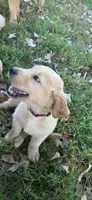 AKC-Purebred Golden Retriever Red Collar Boy, a male Golden Retriever for sale in Asheville, NC – 2 of 10