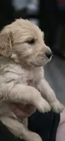 AKC-Purebred Golden Retriever Green Collar Boy, a male Golden Retriever for sale in Asheville, NC – 6 of 9