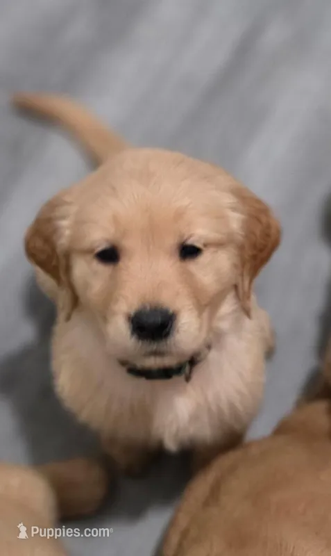 AKC-Purebred Golden Retriever Light-blue Collar Girl – Golden Retriever puppy for sale in Asheville, NC