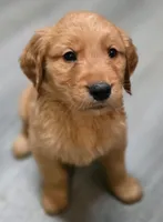 AKC-Purebred Golden Retriever Blue Collar Boy, a male Golden Retriever for sale in Asheville, NC – 3 of 10