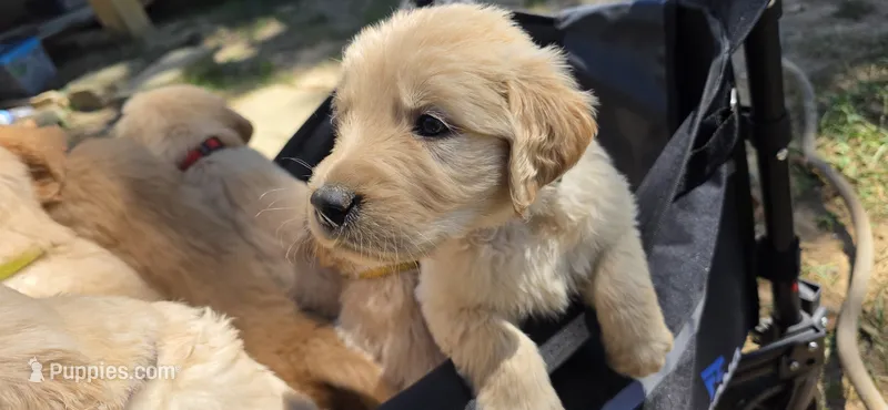 AKC-Purebred Golden Retriever Pink Collar Girl – Golden Retriever puppy for sale in Asheville, NC