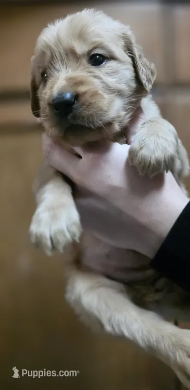 AKC-Purebred Golden Retriever Orange Collar Girl – Golden Retriever puppy for sale in Asheville, NC