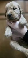 AKC-Purebred Golden Retriever Orange Collar Girl, a female Golden Retriever for sale in Asheville, NC – 1 of 10
