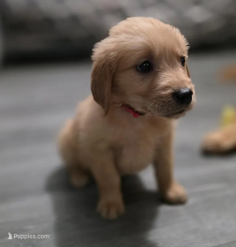 AKC-Purebred Golden Retriever Neo-Pink Collar Girl – Golden Retriever puppy for sale in Asheville, NC