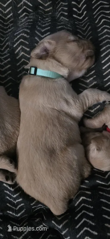 AKC-Purebred Golden Retriever Mint Collar Boy – Golden Retriever puppy for sale in Asheville, NC